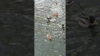 PATOS SILVESTRES