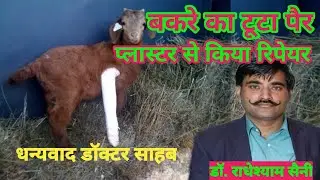 बकरी का पैर टूटने का इलाज फ्रैक्चर होने पर पशुओं में प्लास्टर कैसे करें Plaster Of Paris in Animals