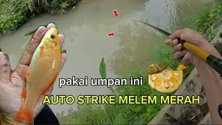 AUTO STRIKE MELEM MERAH!! mancing ikan melem - sungai jambe temanggung