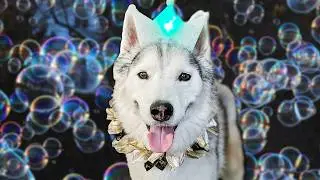 The Dogs Are Covered in BUBBLES!