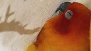 聖誕節大清籠［2025/12/25依呀日常］ #紀錄的美好 #金太陽 #parrot  #聖誕節  #merrychristmas 
