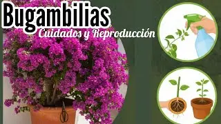 🌺  Bougainvillea Care 💕and Propagation Guide 💚 #plants #bougainvillea #fyp 