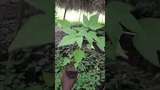 voici comment r&eacute;ussir les p&eacute;pini&egrave;res de papayes solo...