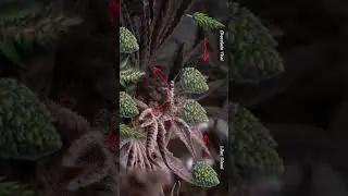 From Seed to Finish | Educational Plant Growth Documentary (Chocolate Thai &times; Lilac Diesel BX4)