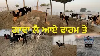 ਗਾਵਾ ਲੈ ਆਏ ਫਾਰਮ ਤੇ । ਡੇਅਰੀ ਫਾਰਮ ਪੰਜਾਬ । dairy farm punjab #dairyfarm #punjabdairyfarm #farm #youtube