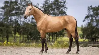 Horse for Sale |  Golden Baroque Type Lusitano Stallion  (REF#918)
