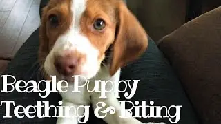 Beagle Puppy Teething & Biting