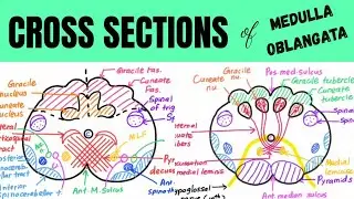 All CROSS SECTIONS in 5 minutes | Medulla Oblangata | DR. AI