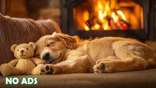 12 Часов Успокаивающей Музыки для Собак 💖🐶 Помощь при Тревоге Разлуки 💖 Без Рекламы