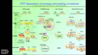 Chromatin Structure and the Control of Gene Expression