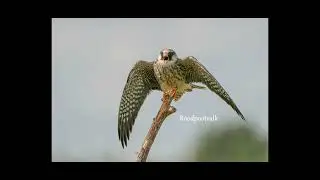 Roofvogels