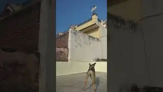 dog vr crow