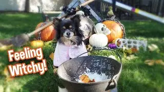 Rescue Dog Gracie Casts A Delicious Spell For Her Sisters! Peanut Butter Pumpkin Dog Cookie Recipe