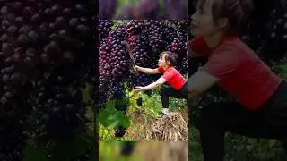 harvest grapes and goes to market sale #harvest #forageharvest #fruit#grapes