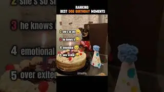Ranking best dog birthday moments #ranking