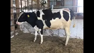 WEEPING-HOLLOW PAZZLE SIM *RC VG85 GENERVATIONS