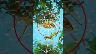 how to remove spiders to your house?!  😱‼️#shorts