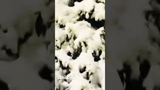 Heavy Snowfall In Uk And It&rsquo;s Like Horror Night || Snow Storm 2022 || @Azima&rsquo;s Mom #shorts