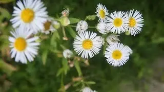 Tall Grass with White Flowers
