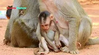 Amari troop monkeys looks so excited to welcome former king Marcus comes to lead & defend them again
