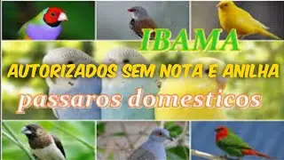 AVES QUE O IBAMA AUTORIZA E VOCÊ NÃO SABIA!