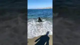 Niespodziewana Wizyta Na Plaży&hellip;😅
