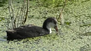Bald coot offspring observes and starts to eat greens