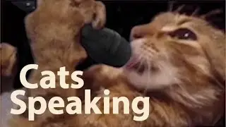 Cats Speaking
