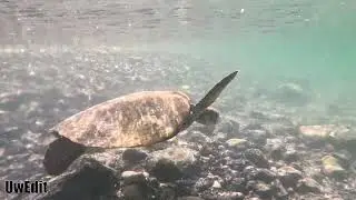Chilling with a Sea Turtle