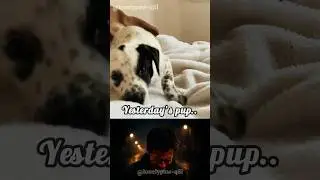 You're growing too fast😢 #dog #sad #viral #shorts