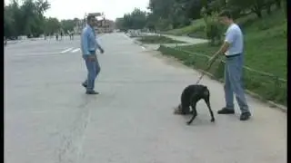 Pregatirea cainelui de paza partea 1