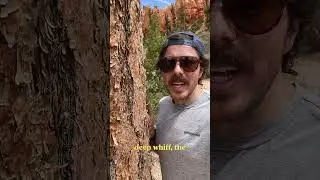 Making Montana out of Ponderosa Pine | Official State Tree Map #shorts #trees #wood