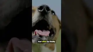 Playing catch went wrong #adventuretime #cinematicpets #animallovers #k9adventures #dogshorts