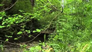 Nature scene plant growth timeplapse