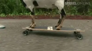 Guinness-Rekorde: Ziegen, die auf Skateboards fahren | DER SPIEGEL