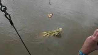 Jumping Crocs