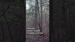 Turkey on roost Gobbling to Owl and hen fly down #turkey