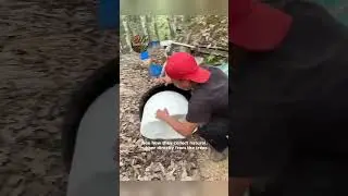 Natural Rubber Tapping  A Fascinating Process!