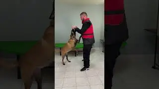 Leather Tug for Testing and Deep Puppy Bites | AyiosK9 x Solid K9