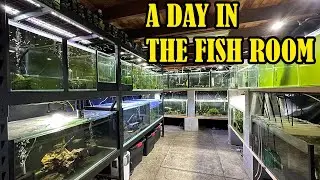 So Much Going On In This HUGE Fish Room Update