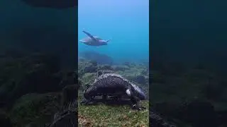 &ldquo;Underwater Iguana &ndash; Nature&rsquo;s Unexpected Diver!&rdquo; #animalpredators #animalbehavior #wildlifeencounter