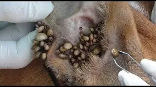Removing many big ticks from dog's ear