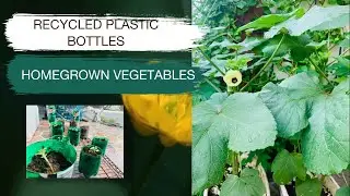 Recycled pot | Homegrown Vegetables | DIY