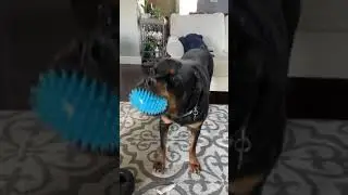 reece squeaking his toy