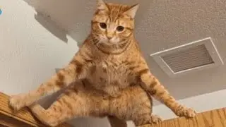 Funny ANIMALS videos 😂 | Funniest Cats and Dogs 2025 🐶😼