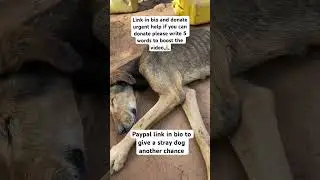 #donatenow #savethestrays #linkinbio #urgenthelp #adoptstrays #rescue #rescuedog #save #feed #dogs