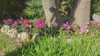 Салоу Цветы в январе Зимний вальс. . Salou Flowers in January Winter Waltz