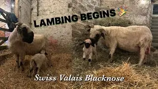 Время окота! Валлийские черноносые овцы