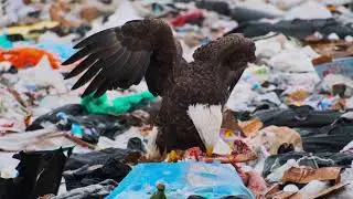 Bald Eagle feeding on a deer carcass in a landfill. Ontario, Canada. December 2025