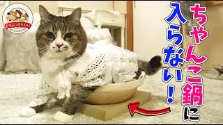 【伝説の巨体ネコ】ぴやくんが入りたくなる容器を探す『ネコ鍋チャレンジ』！コスプレする理由も語ります【どうぶつ奇想天外／WAKUWAKU】